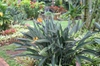 Form