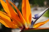 Close up of flower