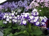 Display of various cultivars with flowers in blue, pink or white