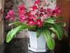 Potted plant with coarse leaves & sprays of red tubular flowers.