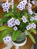 Potted plant with strap leaves & sprays of white & blue flowers