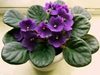 Clusters of violet flowers held above a rosette of fuzzy leaves.
