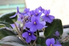 Streptocarpus ionanthus