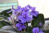 Clusters of blue flowers held above the fuzzy leaves.