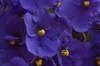 Close-up of the dark blue flowers with yellow anthers.