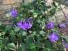 Fuzzy leaves and bluish trumpet-shaped flowers.