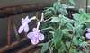 Fuzzy leaves and bluish trumpet-shaped flowers.