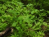 Streptopus amplexifolius