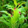 Leaves and flowers