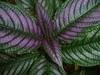 Strobilanthes dyerianus