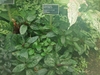 Green leaves with bullate lamina and wavy margin.