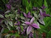 Strobilanthes auriculata var. dyeriana