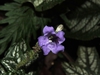 strobilanthes auriculata var. dyeriana