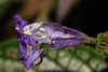 strobilanthes auriculata var. dyeriana
