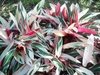 Colorful folige with pink, white and green variegation.