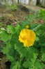 Form