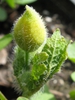 Flower bud
