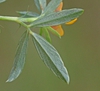Stylosanthes biflora