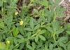 Stylosanthes biflora