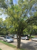 Styphnolobium japonicum