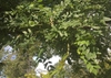 Styphnolobium japonicum
