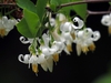 Styrax americanus