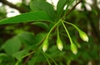 Styrax japonicus