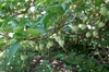 Styrax japonicus