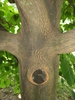 Styrax obassia