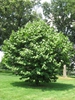 Styrax obassia