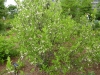Styrax americanus