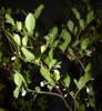 Styrax americanus