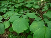 Styrax grandifolius