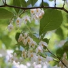 Styrax grandifolius