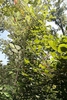 Styrax grandifolius