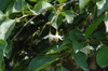 'Pendula' Flower