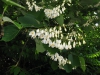 Styrax obassia