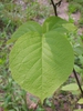 Styrax obassia