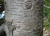 Mottled bark of a young tree