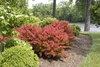 Shrub with reddish leaves
