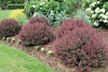 Smaller shrub with reddish leaves