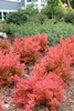 Shrub with reddish orange leaves
