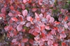 Shrub with red leaves