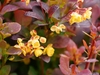 Shrub with purple foliage and yellow flowers