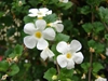 Sutera cordata