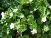 Sutera cordata