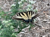 Swallowtail on Flowers - Aug. 2022 - Cabarrus Co., NC