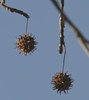 Gumballs are the long stemmed, woody, burr like fruit 1/2 inch