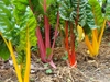 row of plants with petiole stalks red, orange or yellow.