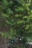 Form